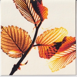 Karte Herbstblätter gross