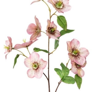 Christrose Zweig rosa