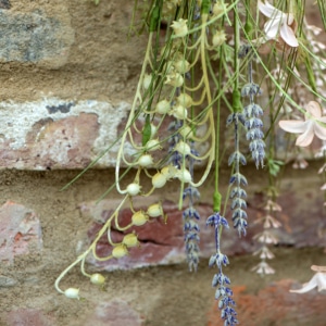 Blume Lavendel