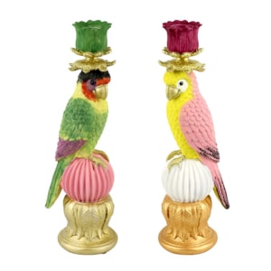 Paradise Parrot