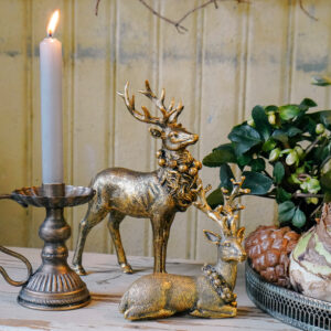 Hirsch Gold liegend