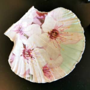 Muschelschale Shell Silberrand
