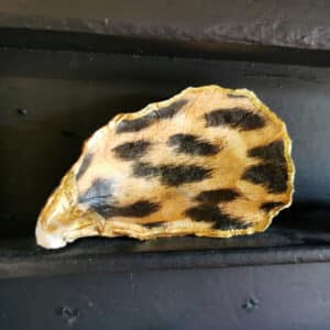 Muschelschale Auster Goldrand klein