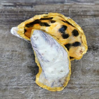 Muschelschale Auster mit Deckel Goldrand